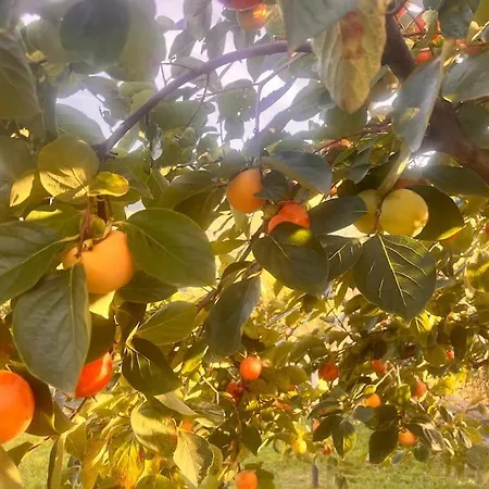 度假居 Splendida Unifamiliare Torpè